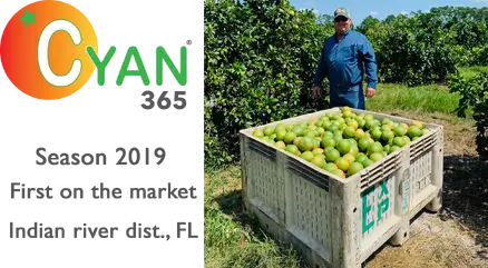 SEASON 2019 - EARLY MATURITY ON GRAPEFRUIT