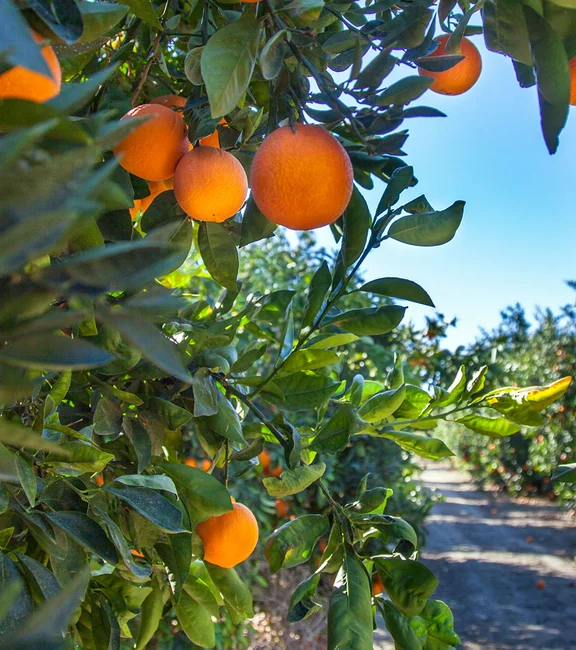 lemon tree