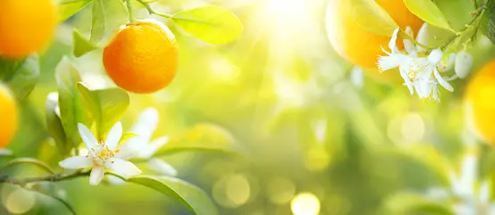 Improve Fruit Size and Quality - June 2021 in Citrus Industry Magazine
