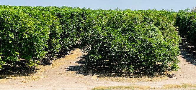 How CYAN 365® helped Texas citrus growers after the historical freeze endured in February 2021