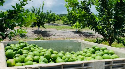 SPECIAL LEMON FLORIDA